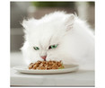 Comida para gatos húmeda, selección pescado PURINA  GOURMET  6 uds. x 50 g.