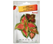 Sobre de semillas para plantar coleus de la variedad Arco iris de colores variados PRODUCTO ALCAMPO.