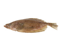 Gallo grande mostrador