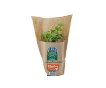 Cilantro ecológico ALCAMPO PRODUCCIÓN CONTROLADA ECOLÓGICO maceta.