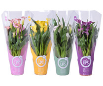 Calla o lirio de agua de color surtido GARDEN SERVICE.