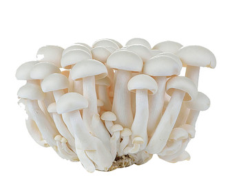 Shimeji blanco bandeja 150 g. Shimeji blanco bandeja 150 g.
