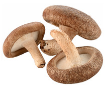 Seta Lentinula Edodes Shiitake